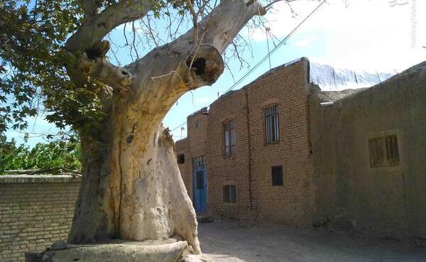 عکس نوشته درخت بی ثمر
