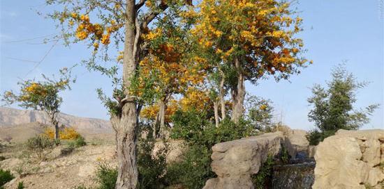 عکس نوشته درخت بی ثمر