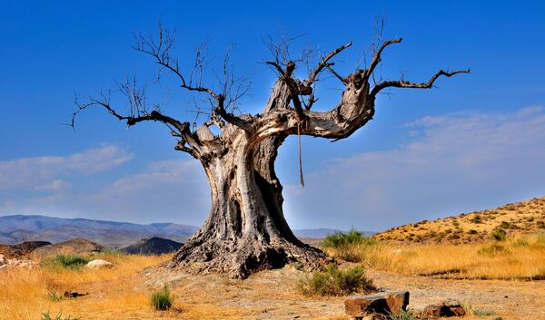 عکس نوشته درخت بی ثمر