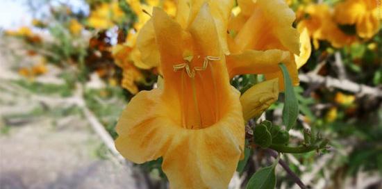 عکس نوشته درخت بی ثمر