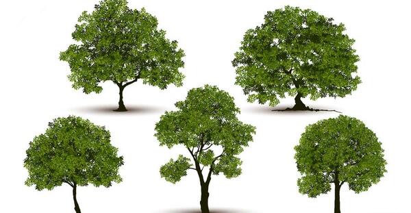 عکس نوشته درخت بی ثمر