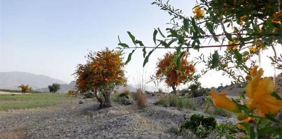 عکس نوشته درخت بی ثمر