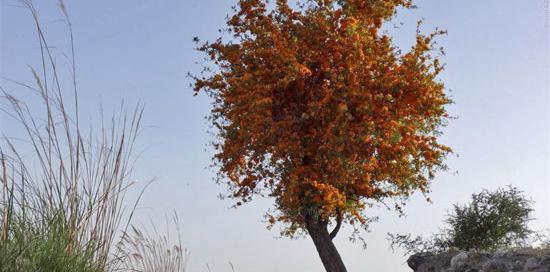 عکس نوشته درخت بی ثمر