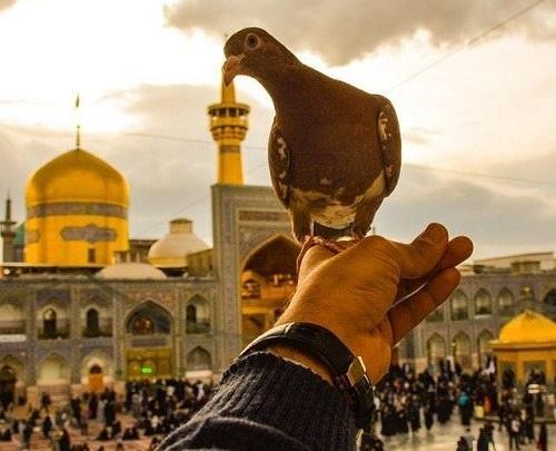 عکس دخترونه حرم امام رضا