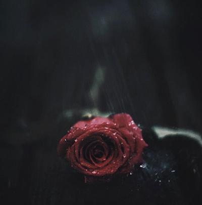 عکس غمگین گل
