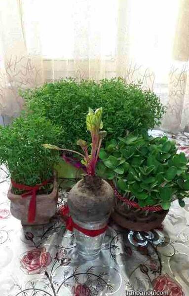 عکس سبزه عید با لبو