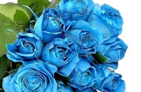 عکس دسته گل آبی