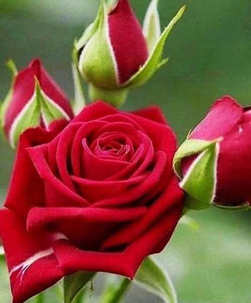 عکس پروفایل عاشقانه گل رز