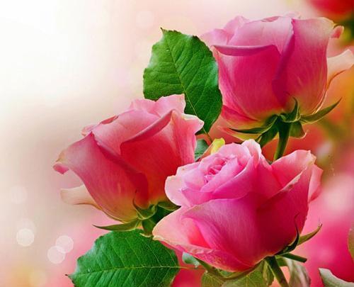 عکس پروفایل عاشقانه گل رز