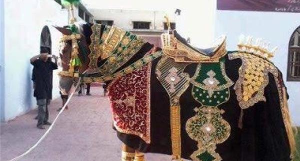 عکس ذوالجناح اسب امام حسین