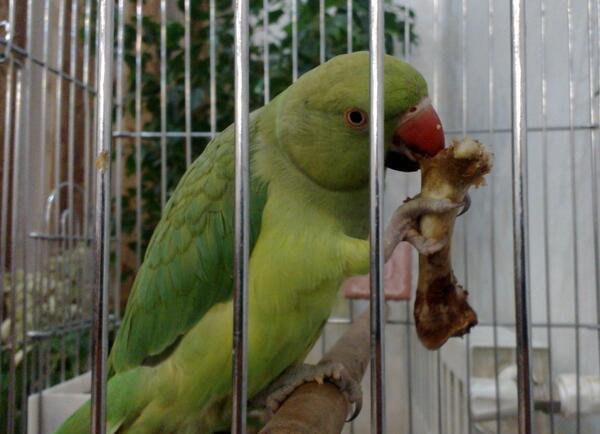 عکس بچه طوطی ملنگو