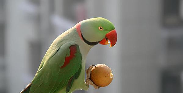 عکس بچه طوطی ملنگو