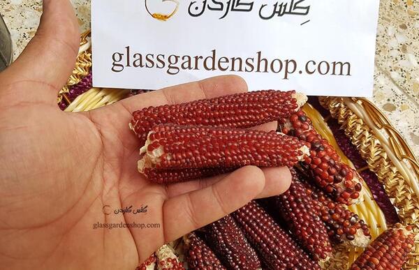 عکس دانه های ذرت