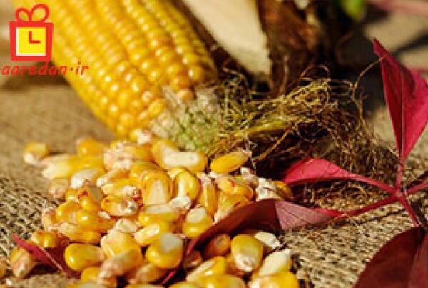 عکس دانه های ذرت