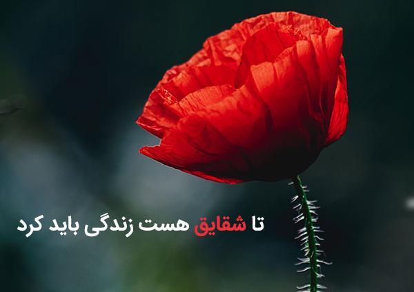 عکس نوشته انگلیسی شقایق