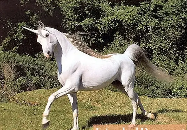 عکس اسب شاخدار واقعی