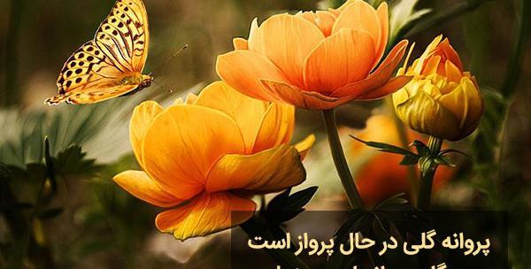 عکس نوشته با عکس پروانه