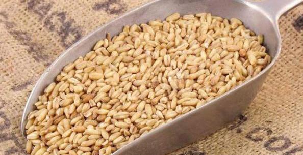 عکس جو دوسر پوست کنده
