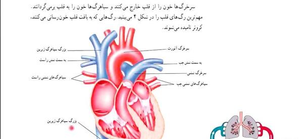 عکس قلب انسان علوم هفتم