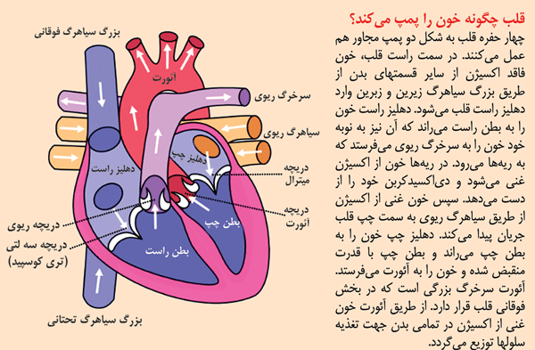 عکس قلب انسان علوم هفتم