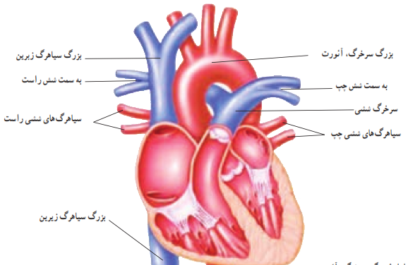 عکس قلب انسان علوم هفتم