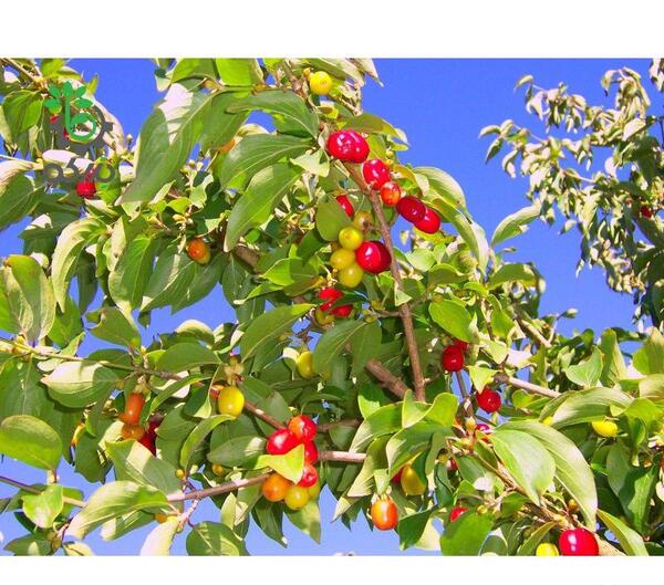 عکس از درخت زغال اخته