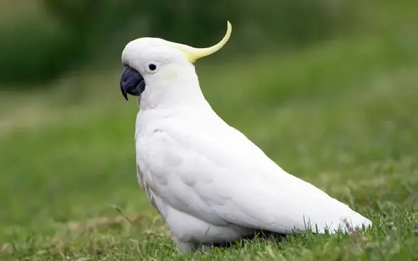 عکسهای طوطی زیبا