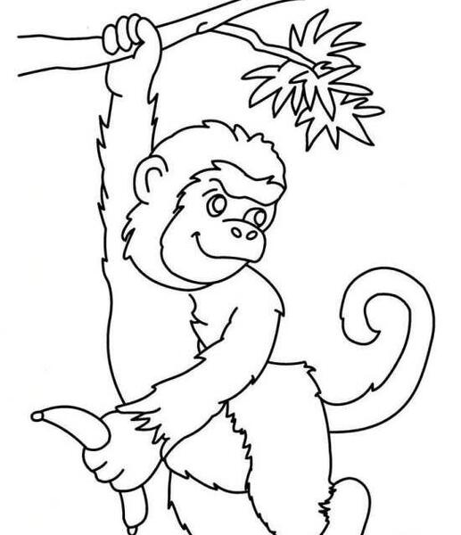 عکس میمون طراحی