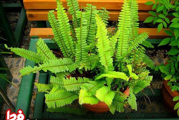 عکس گلهای خانگی زیبا