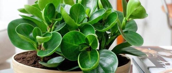 عکس گلهای خانگی زیبا