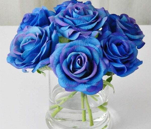عکس گل آبی برای پروفایل