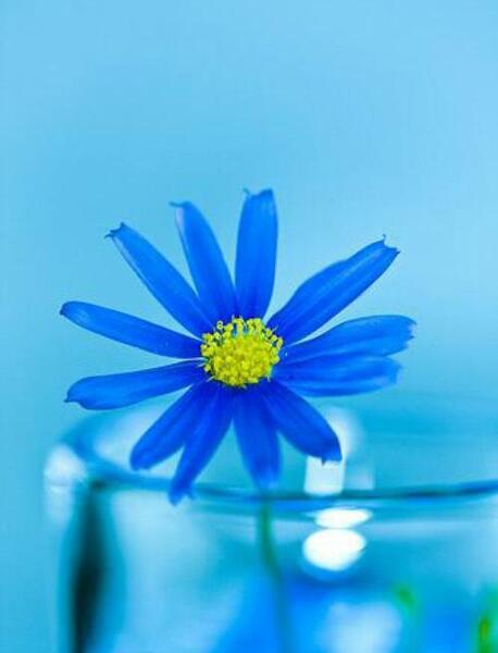 عکس گل آبی برای پروفایل