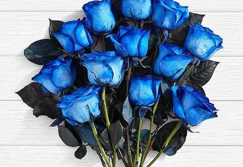عکس گل آبی برای پروفایل