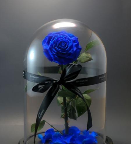 عکس گل آبی برای پروفایل