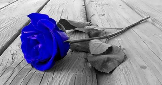 عکس گل آبی برای پروفایل