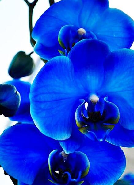 عکس گل آبی برای پروفایل