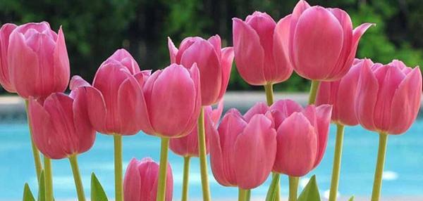 عکس گلهای زیبا طبیعی