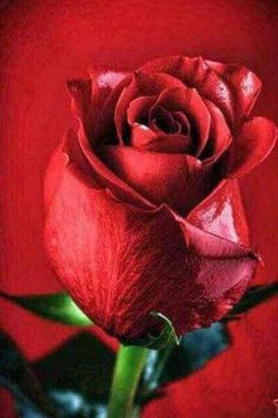 عکس نوشته عمر گل لاله