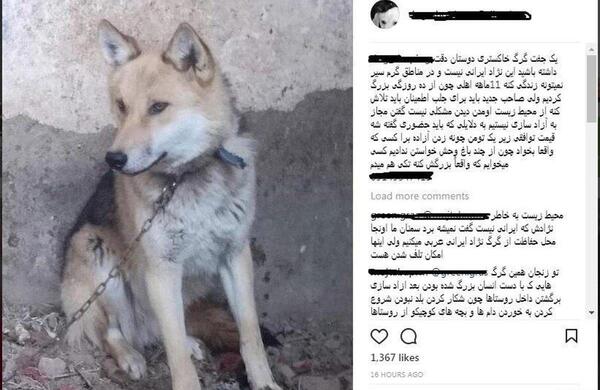 عکس گرگ کوهستانی