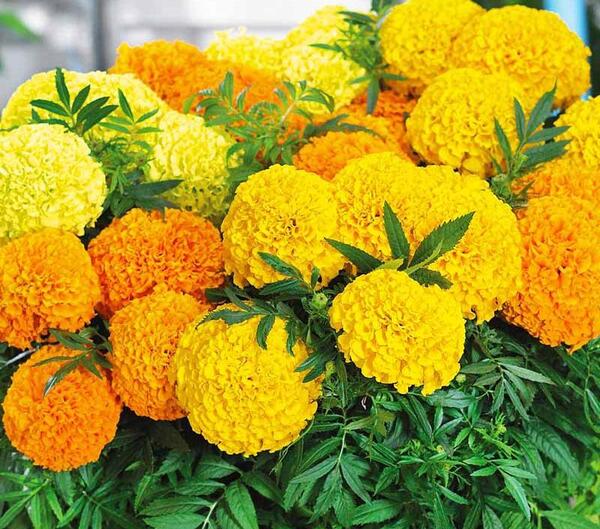 عکس گل جعفری پاکوتاه