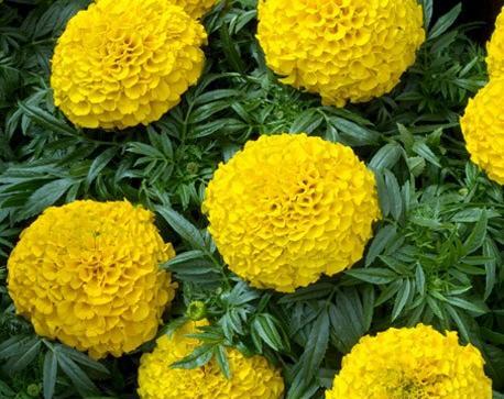 عکس گل جعفری پاکوتاه
