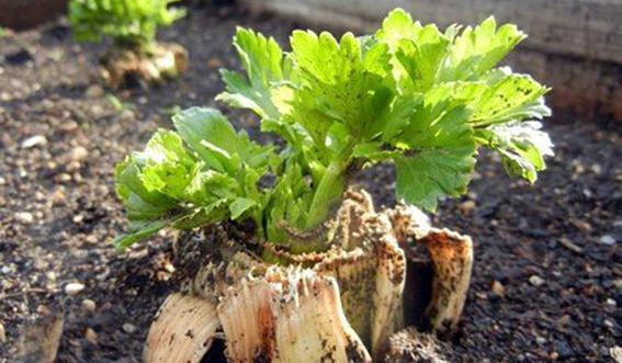 عکس زیبای کرفس