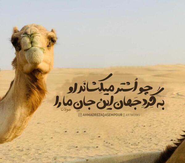 عکس شتر پروفایل
