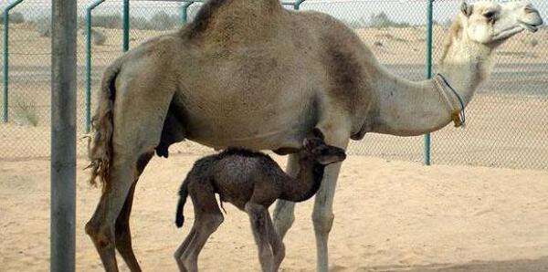 عکس شتر پروفایل