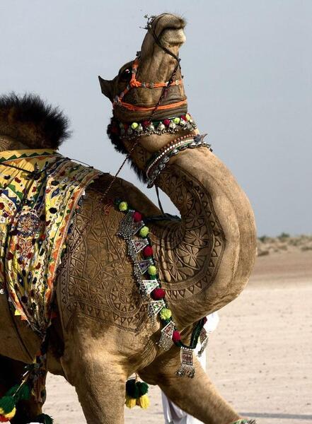 عکس شتر پروفایل