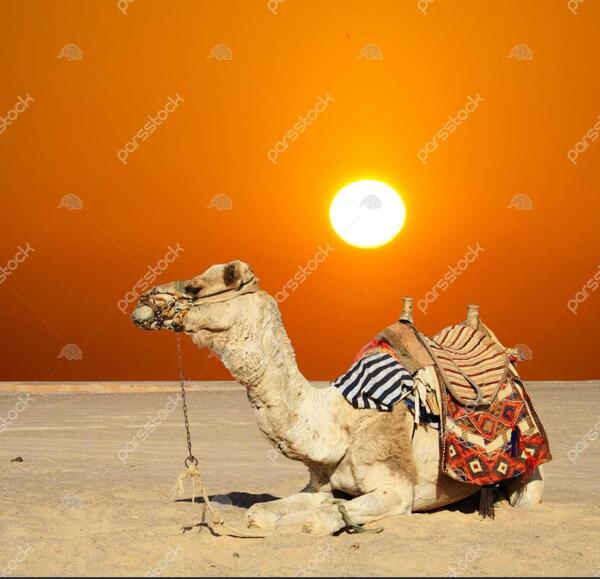 عکس شتر پروفایل