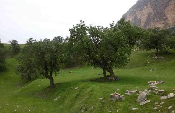 عکس طبیعت شیرین بهار