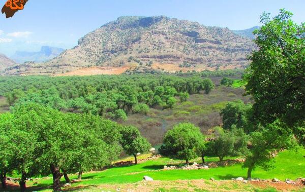 عکس طبیعت شیرین بهار