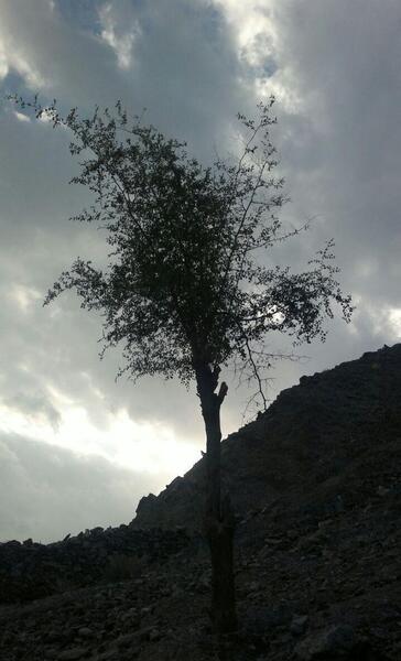 عکس طبیعت عمودی