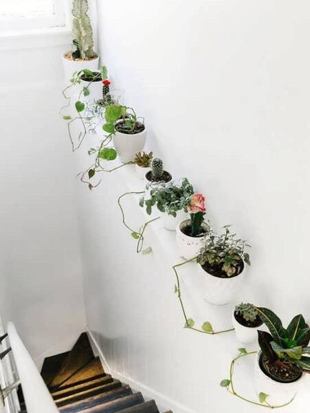 عکس ایده برای گل و گیاه